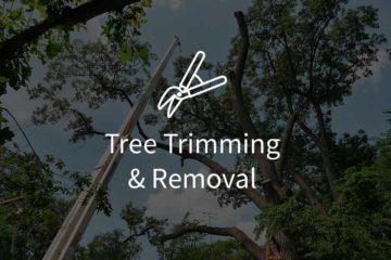 Tree Trimming & Removal